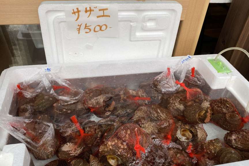 お魚工房瑞穂丸さんのサザエはリピーターが多いです。素潜りで獲った新鮮なサザエです。