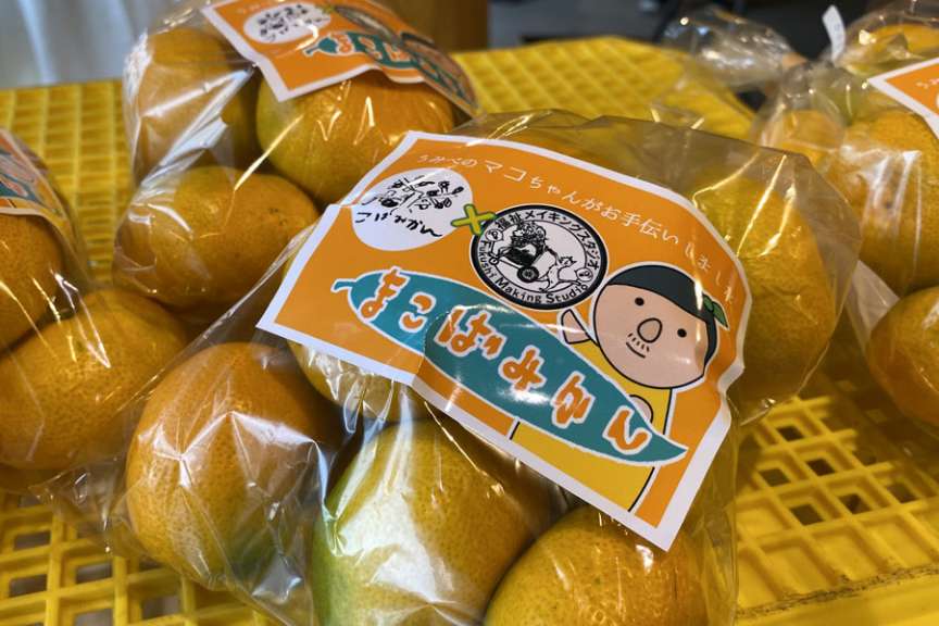 こばみかん×うみべの極早生みかん